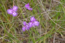 common-fringe-lily.jpg