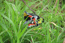 butterfly.jpg