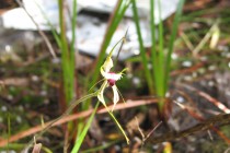 green-comb-spider-orchid.jpg