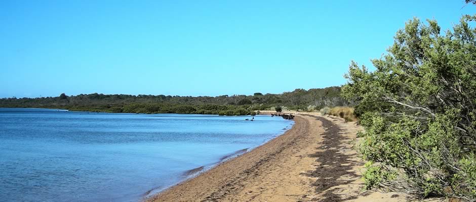beach-and-swans.jpg