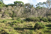 woodland-behind-beach.jpg