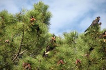 Yellow Tail Black Cockatoos
