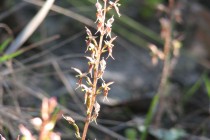 Leek Orchid