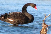 Black Swan