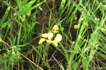 Leopard Orchid