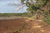Woolleys Beach looking South