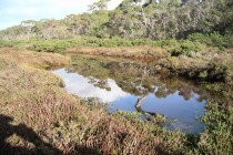 Tidal Creek south end Woolleys Beach