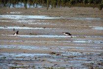 Pied Oyster Catcher