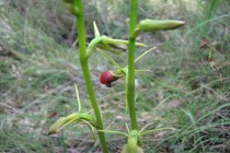 Tongue Orchid