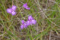 Common Fringe Lily