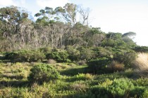Woodlands behind beach 