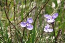 Sun Orchid