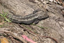 Jacky Lizard