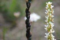Dense Leek Orchid