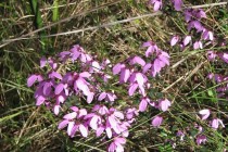 Pink Bells