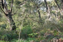 Grass Tree
