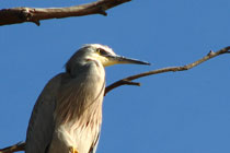 Young White Faced Heron